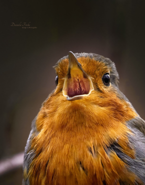 Singvögel
