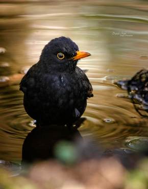 Amsel